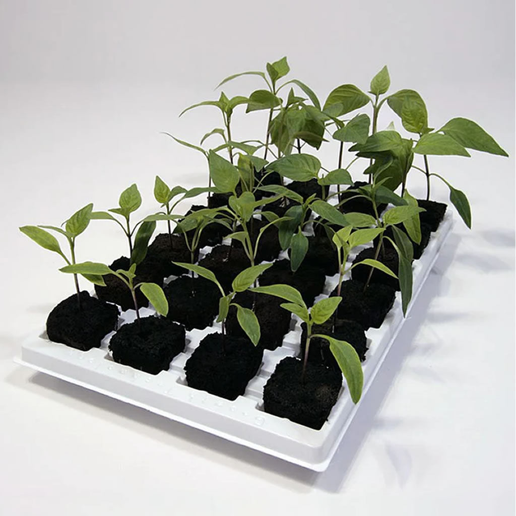 Root Riot Cubes