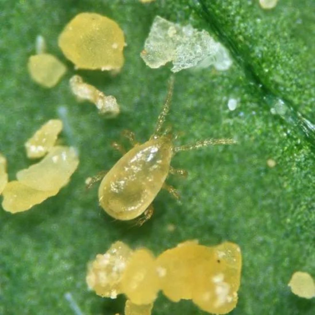 Thrip Predators (Amblyseius Cucumeris)
