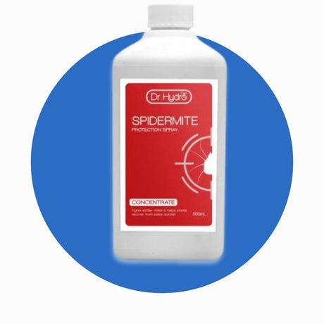 Spider Mite