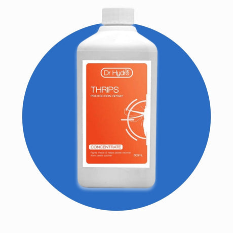 Thrips