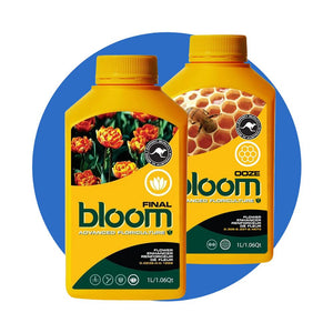 Bloom Yellow