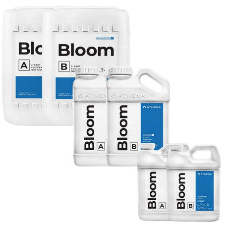 athena bloom blended