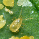 Thrip Predators (Amblyseius cucumeris) Double 100 Sachets x Box of 300 Sachets