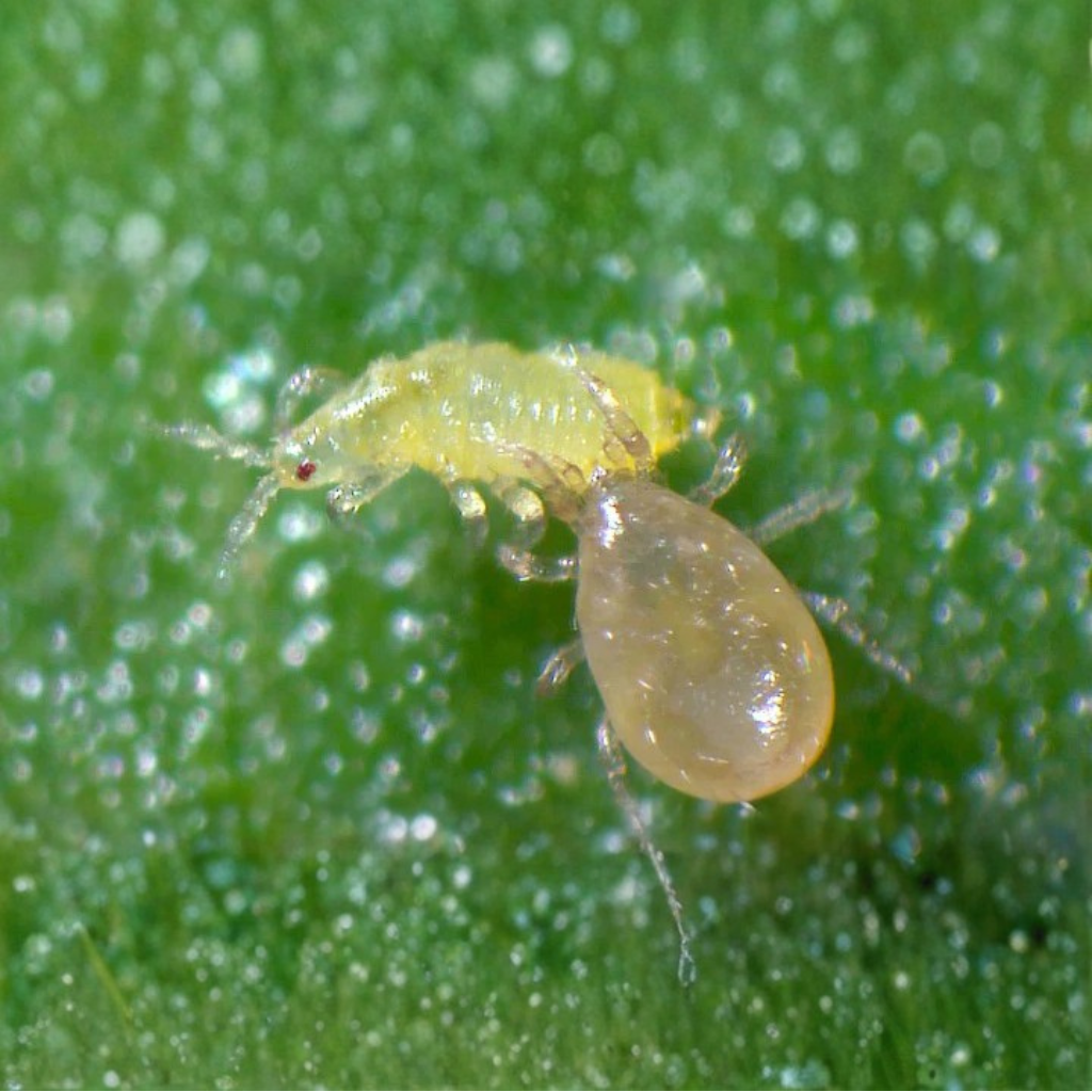 Thrip Predators (Amblyseius Cucumeris) - 50,000