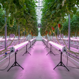 Elite 150W LED-Wachstumslicht für Unterdach