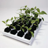 Root Riot Cubes