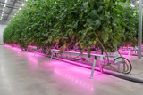 Hacienda 160w Undercanopy Light