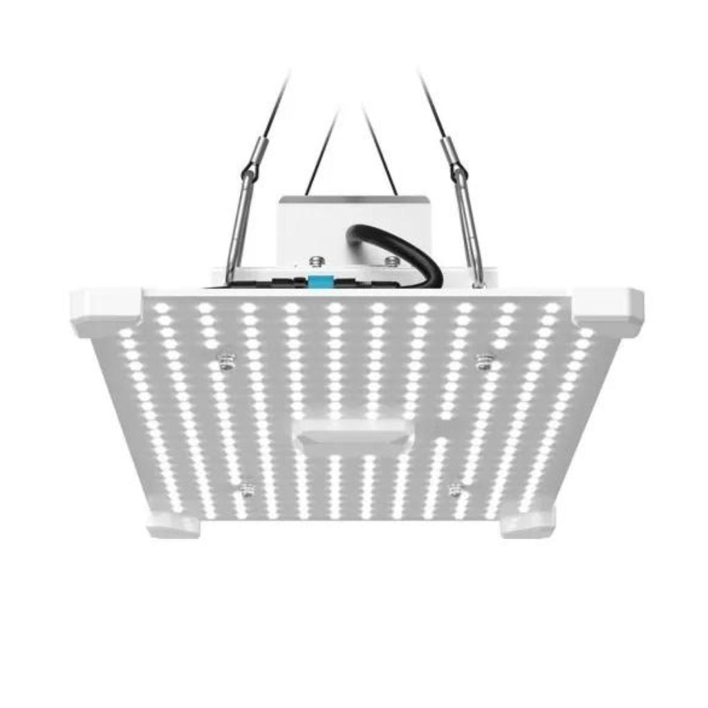 Lumii Black Blade 100 W LED-Wachstumslampe