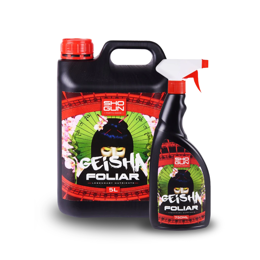 Shogun Geisha Blatt